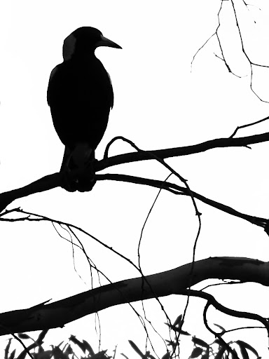 Magpie_silhouette_by_OpalMist.jpg