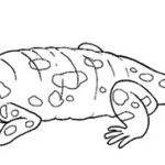DIBUJOS DE SALAMANDRA PARA PINTAR 1741_salamandra