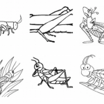 DIBUJOS DE SALTAMONTES PARA PINTAR